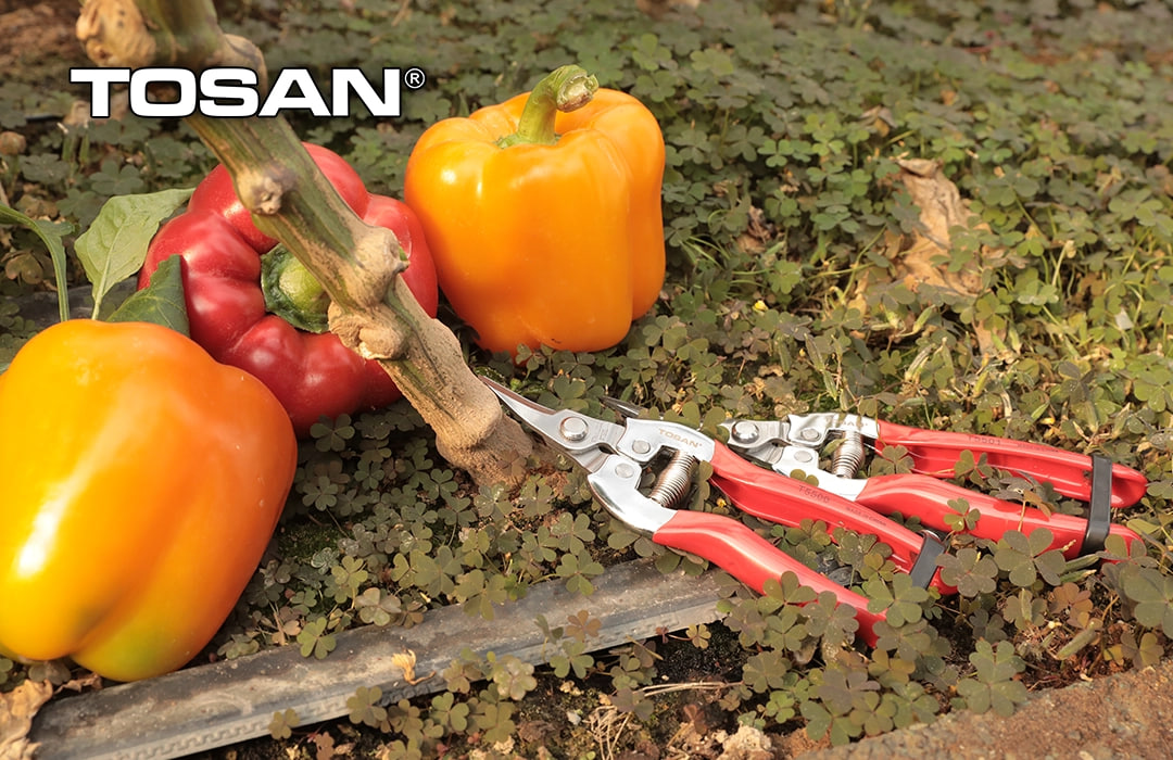 قیچی میوه چین توسن