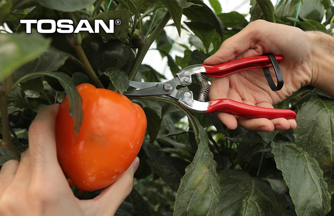 انواع قیچی میوه چین